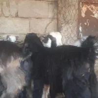 ۱۳راس بزغاله ماده چاق چاق|حیوانات مزرعه|اندیمشک, |دیوار