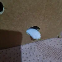 گربه