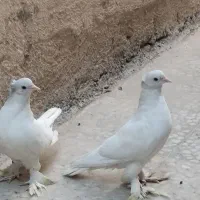 یک جفت سفید کاکلی پاپر|پرنده|تهران, شوش|دیوار
