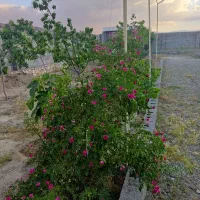 باغچه-500-متری