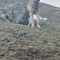 سرابی ۲ ساله|سگ|دره رود, |دیوار