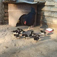 مرغ جوجه دار محلی|حیوانات مزرعه|تاتار علیا, |دیوار