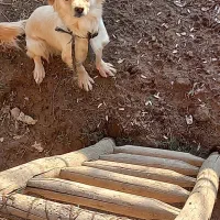 سگ پاکوتاه تربیت شده