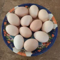 تخم مرغ محلی|خوردنی و آشامیدنی|تاکستان, |دیوار
