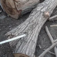 چوب سپیدار درشت.رامبر نزدیک ۳تن میشه برای نجاری
