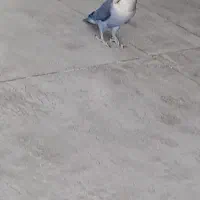 کوتوله برزیلی|پرنده|فولادشهر, زاینده رود|دیوار