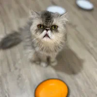 پرشین سوپر فلت ماده