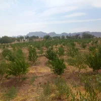 باغ بادام وهلو ۳ ساله ۲جریبی