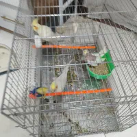 عروس هلندی لیتنیو|پرنده|مشهد, نوید|دیوار