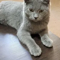 اسکاتیش بلو