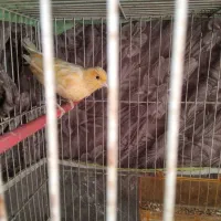 قناری|پرنده|مشهد, شهید قربانی|دیوار