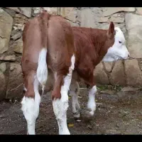 ارسال گوساله های جنس