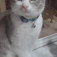 واگذاری گربه با وسایل نگهداری|گربه|زنجان, |دیوار