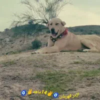 واگذاری پژدر15ماه