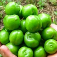 آلوچه.ترش برای ترشی. ملس.شیرین برای لواشک وخوردن