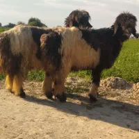 قوچ بره میش گوسفند