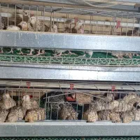 بلدرچین کشتاری|خوردنی و آشامیدنی|رزن, |دیوار