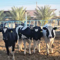 گوساله ماده