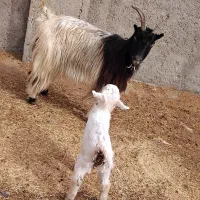 بز چهار دندان با بزغاله