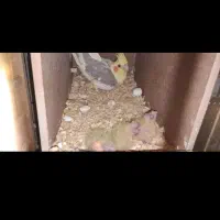 طوطی عروس هلندی جفت مولد|پرنده|همدان, |دیوار