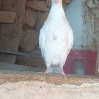 تعدادی کبوتر سرخ طوقی سرور پلاکی|پرنده|دهدشت, |دیوار