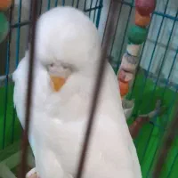 عروس هلندی و مرغ عشق انگلیسی|پرنده|کرج, حصار|دیوار