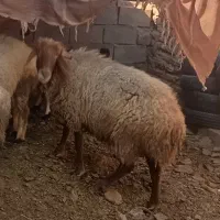 میش