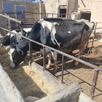 گاو هلشتاین