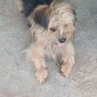 سگ خونگی