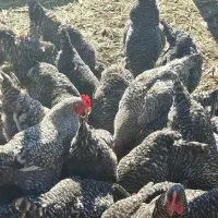 جوجهب آمروک اصل