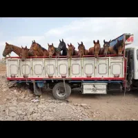 اسب