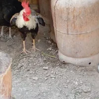 خروس برای فروش