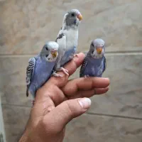 مرغ عشق دستی