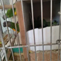 فروش چندجفت پرنده|پرنده|کرمان, |دیوار