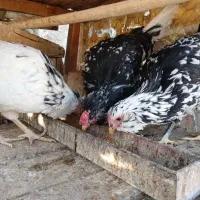 تخم مرغ نطفه دار گلین ریشی چهل تاج|حیوانات مزرعه|شاهینشهر, گزبرخوار|دیوار