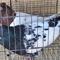 کبوتر سینه‌ای نرو ماده|پرنده|بومهن, |دیوار