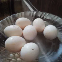 تخم نطفه دار