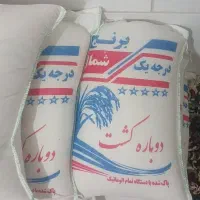 برنج باچک سه ماهه