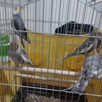 دو جفت عروس هلندی طوسی کله زرد|پرنده|اصفهان, شیخ اشراق|دیوار