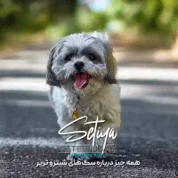 سگ پا کوتاه