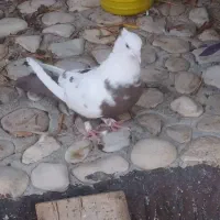 با سلام دمی ماده|پرنده|کوهمره, |دیوار