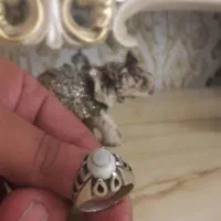 انگشتر دست ساز بابا قوری