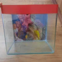 آکواریوم شیشه خم|ماهی|تبریز, |دیوار