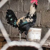 خروس محلی رشید