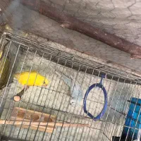 مرغ عشق|پرنده|عنبرآباد, |دیوار