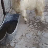 نربزدوقلوزا|حیوانات مزرعه|بجنورد, |دیوار