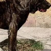 واگذاری سگ افغان اصیل گله ای ونگهبان