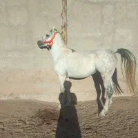 اسب|اسب و تجهیزات اسبسواری|جوانرود, |دیوار