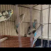 6 عدد مرغ عشق مولد فوری|پرنده|ری, شهرک نظامی|دیوار