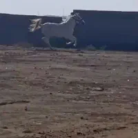 اسب مادیون|اسب و تجهیزات اسبسواری|بندر گناوه, |دیوار